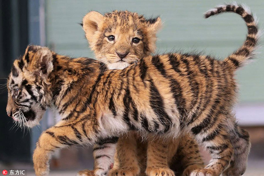 Heart-warming! Cute tiger and lion cubs become best friends in Japanese safari park