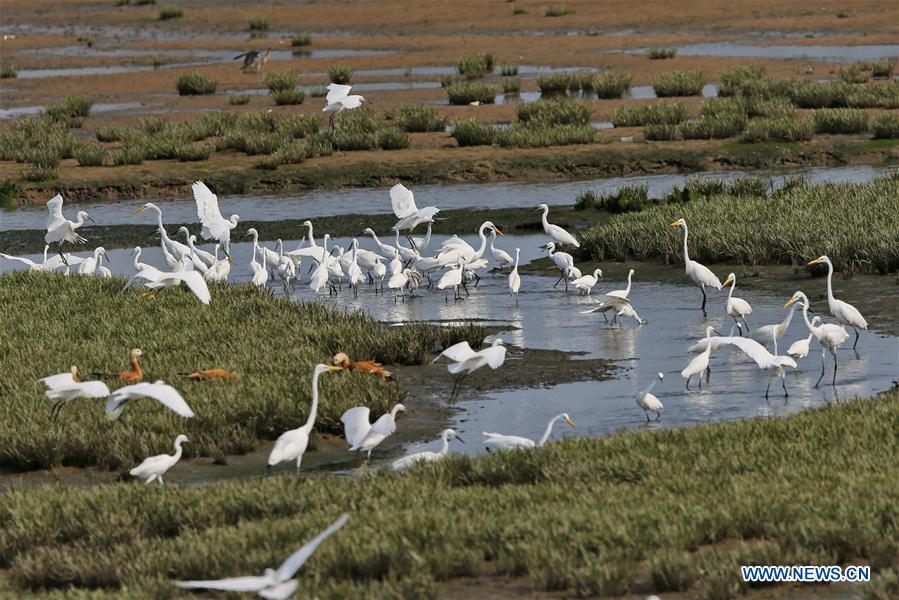 CHINA-HEBEI-QINHUANGDAO-EGRETS (CN)