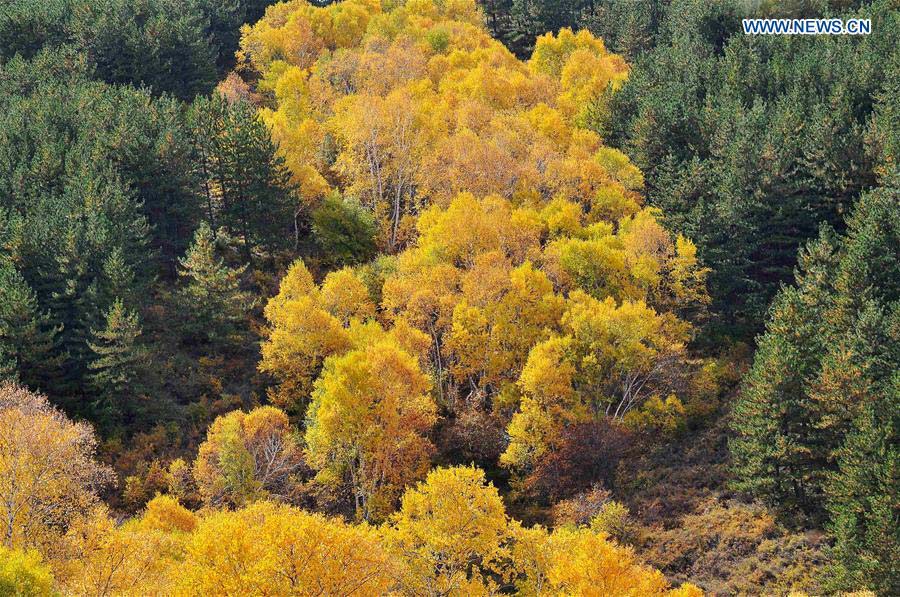 #CHINA-INNER MONGOLIA-AUTUMN SCENERY-BIRCH (CN)