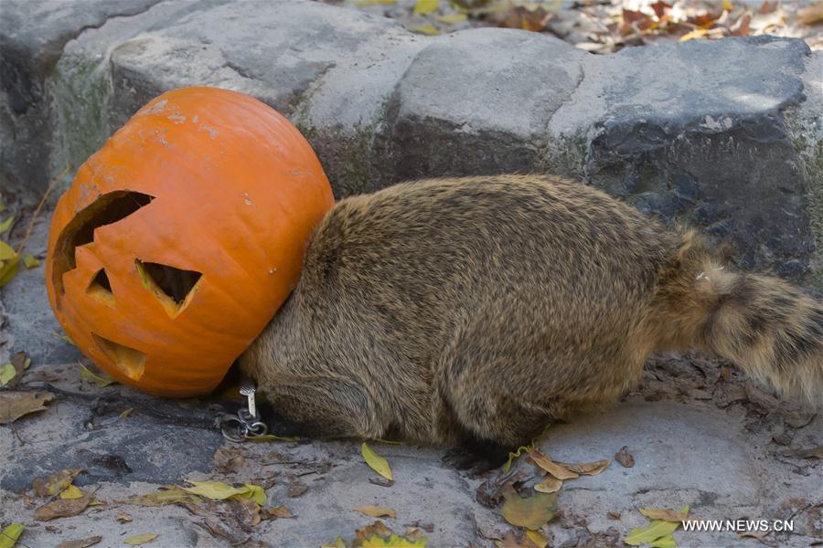 HUNGARY-BUDAPEST-ZOO-HALLOWEEN