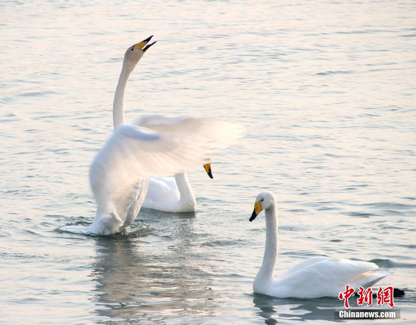 Swans migrate to Shandong province for winter