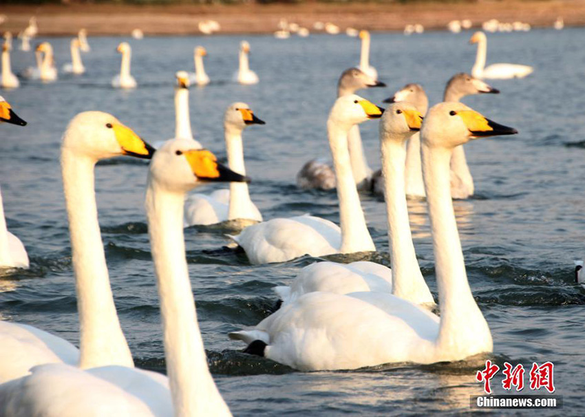 Swans migrate to Shandong province for winter