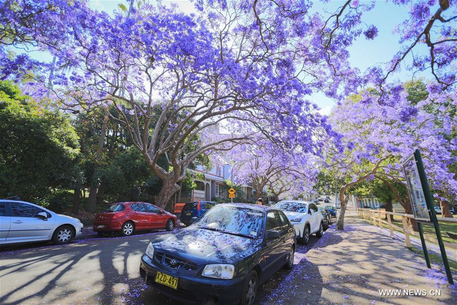 AUSTRALIA-SYDNEY-JACARANDA SEASON