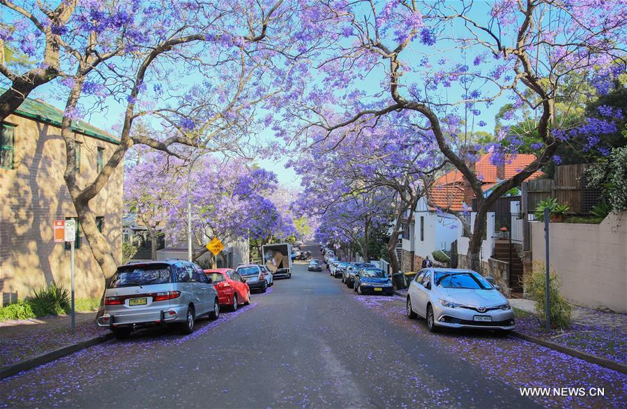 AUSTRALIA-SYDNEY-JACARANDA SEASON