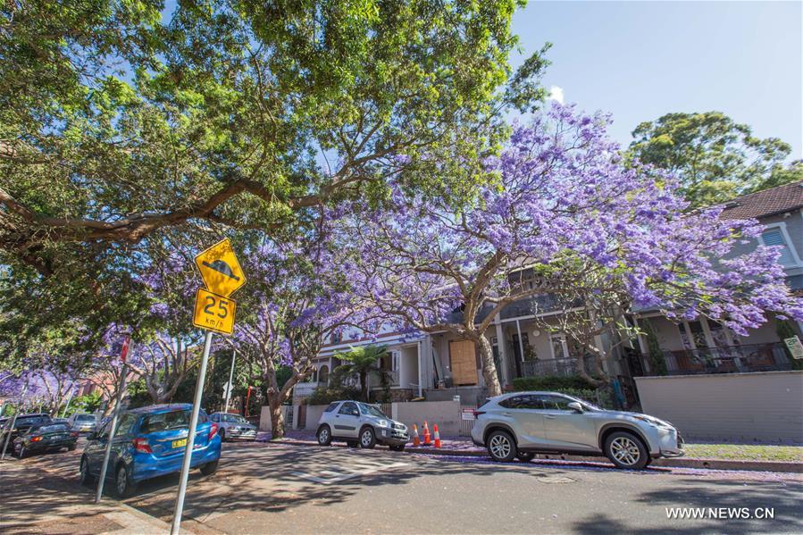 AUSTRALIA-SYDNEY-JACARANDA SEASON