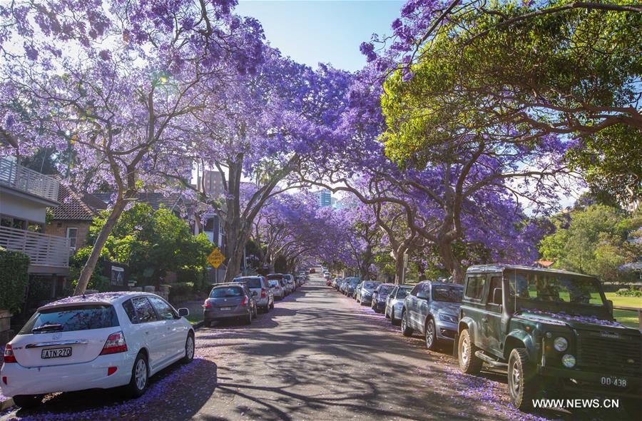 AUSTRALIA-SYDNEY-JACARANDA SEASON