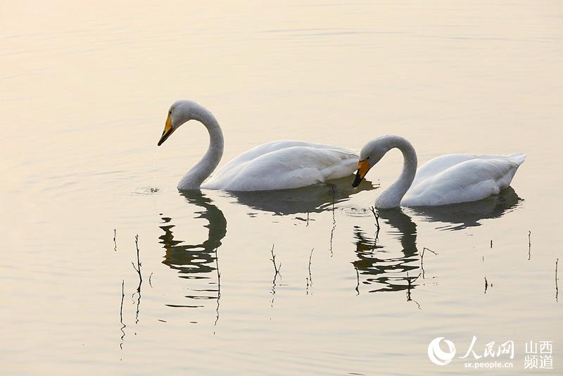 Swans spend winter in Sanwan Wetland