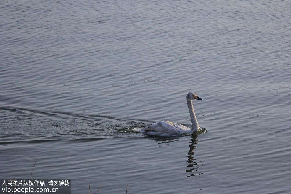 Swan rescued from Shandong lake