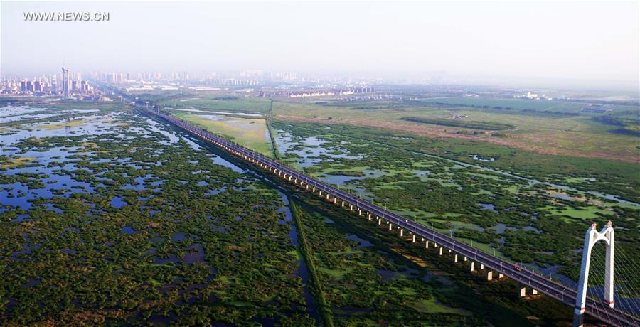 Scenery of Longfeng wetland nature reserve in NE China's Daqing City