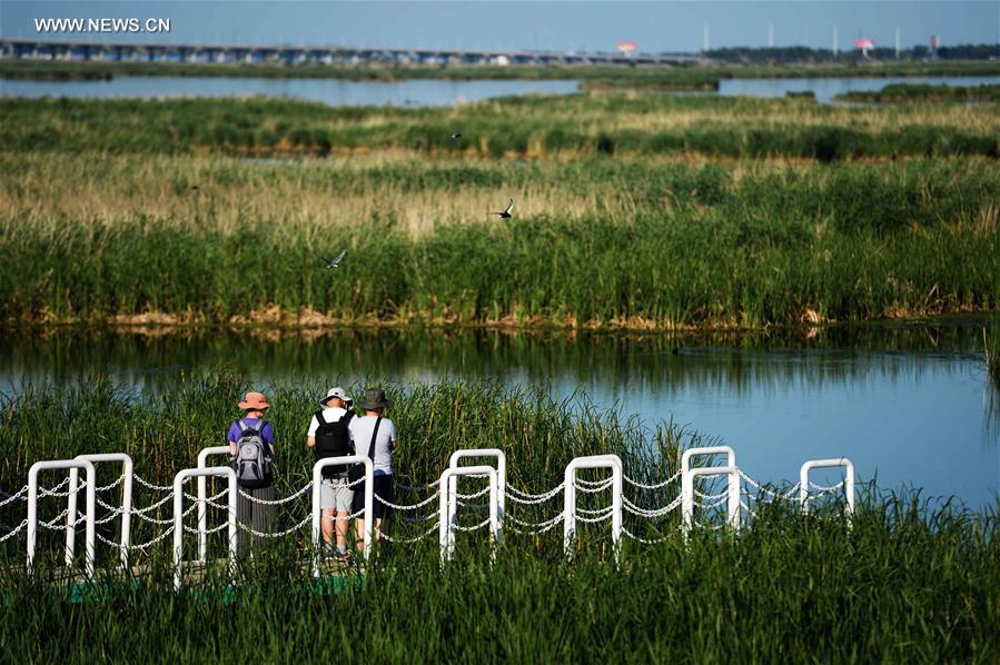 Scenery of Longfeng wetland nature reserve in NE China's Daqing City