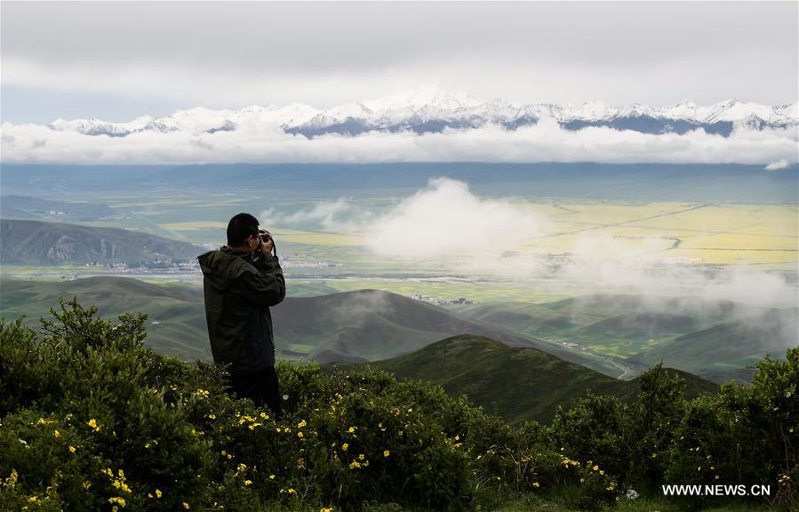 Tourists enjoy cole flowers in Qinghai