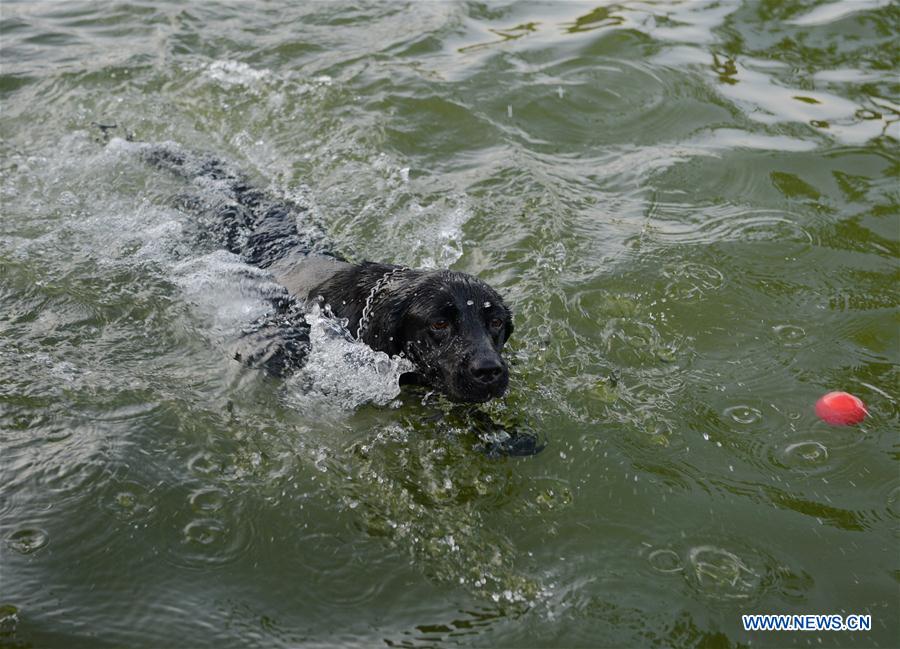 Trainers help police dogs to beat heat in Chongqing