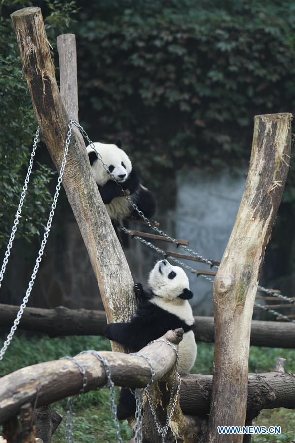 Giant pandas' happy life at Chongqing Zoo