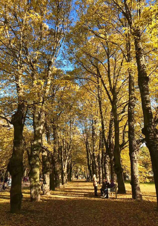 Citizens in Saint Petersburg enjoy autumnal beauty