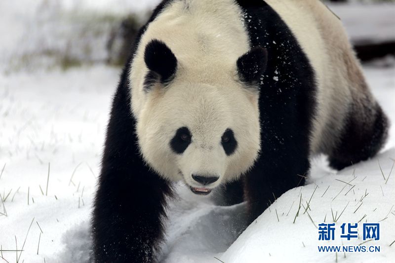 Giant pandas enjoy the snow in China’s northernmost enclosure