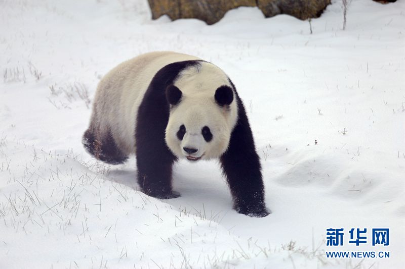 Giant pandas enjoy the snow in China’s northernmost enclosure