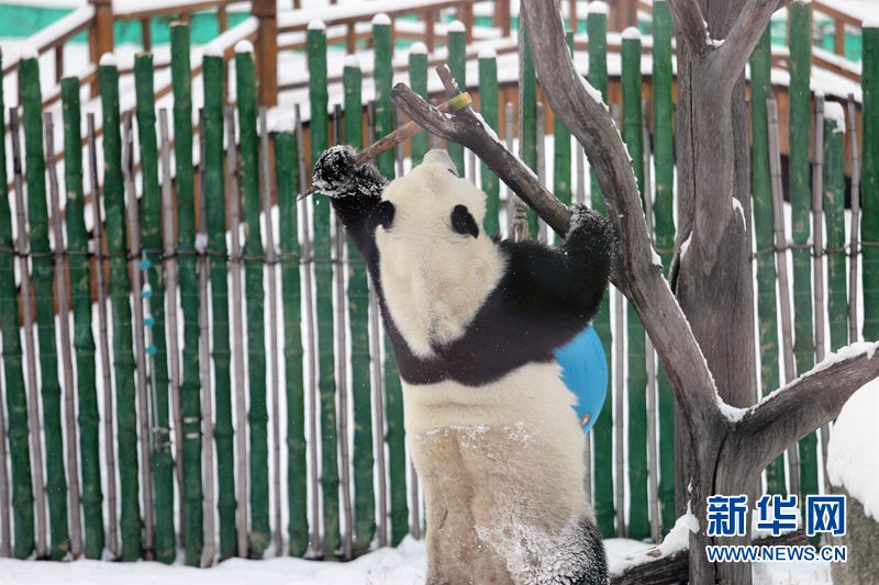 Giant pandas enjoy the snow in China’s northernmost enclosure