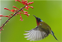 Sunbird gathers honey at Fuzhou National Forest Park