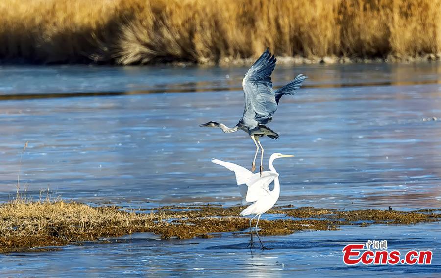 Northwestern wetland home to wild birds