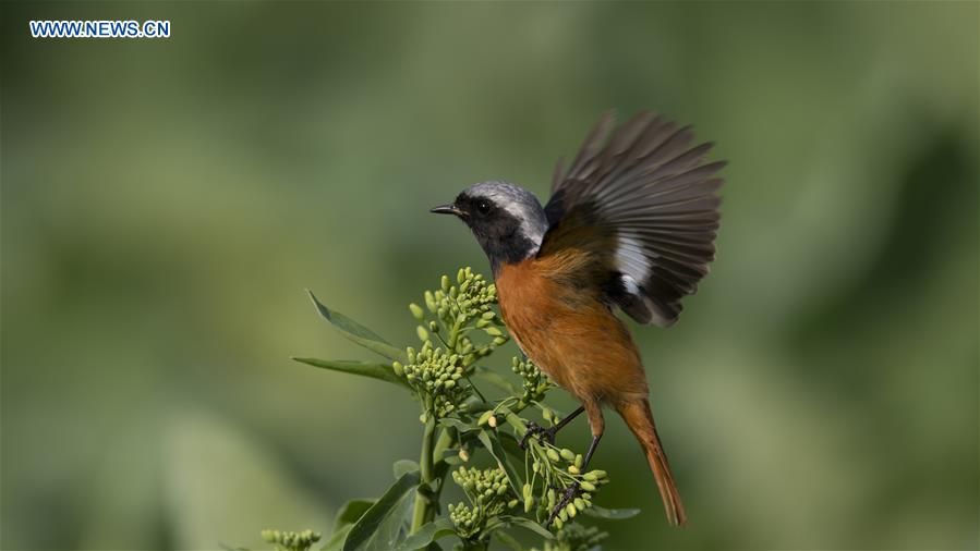 Birds seen in Fuzhou, southeast China's Fujian