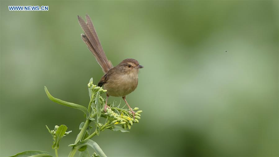 Birds seen in Fuzhou, southeast China's Fujian