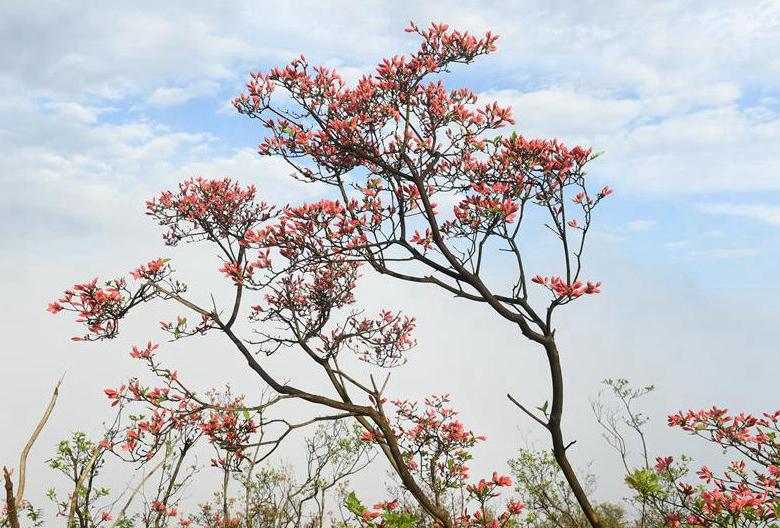 Azalea flowers on Gaomu Mountain in E China's Zhejiang