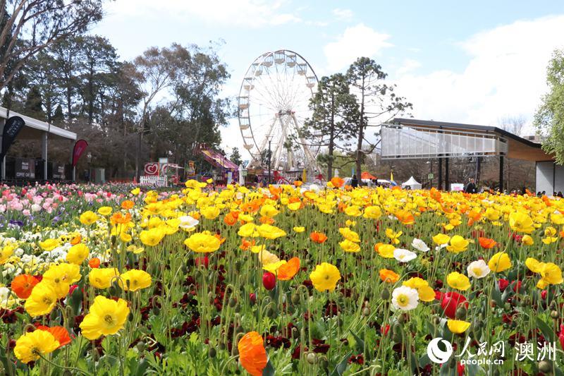 Canberra blooms: Australia’s biggest celebration of spring