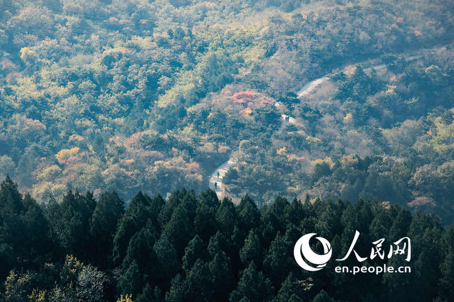 An autumn walk in Baiwangshan Forest Park