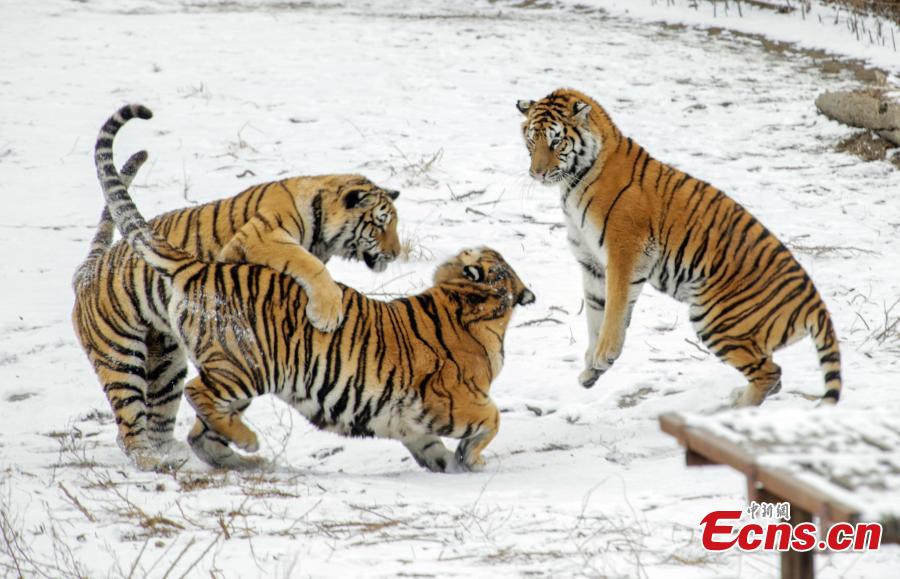 Siberian tigers play in snow in NE China