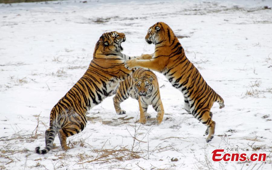 Siberian tigers play in snow in NE China