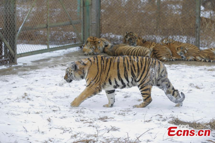 Siberian tigers play in snow in NE China