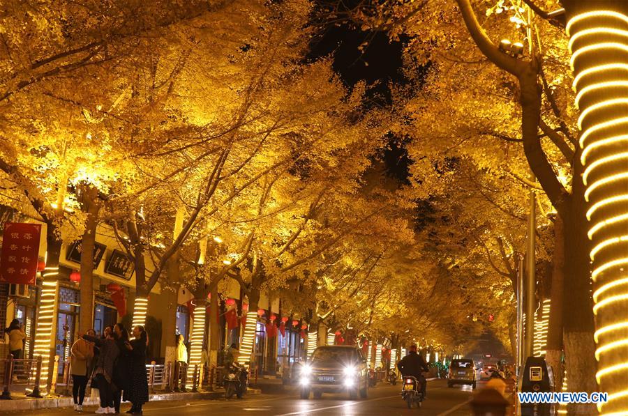 Beautiful scenery of gingko trees in China's Gansu
