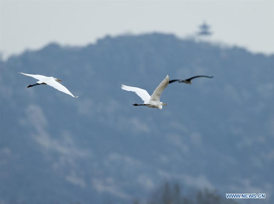 Longhu wetland in east China's Shandong