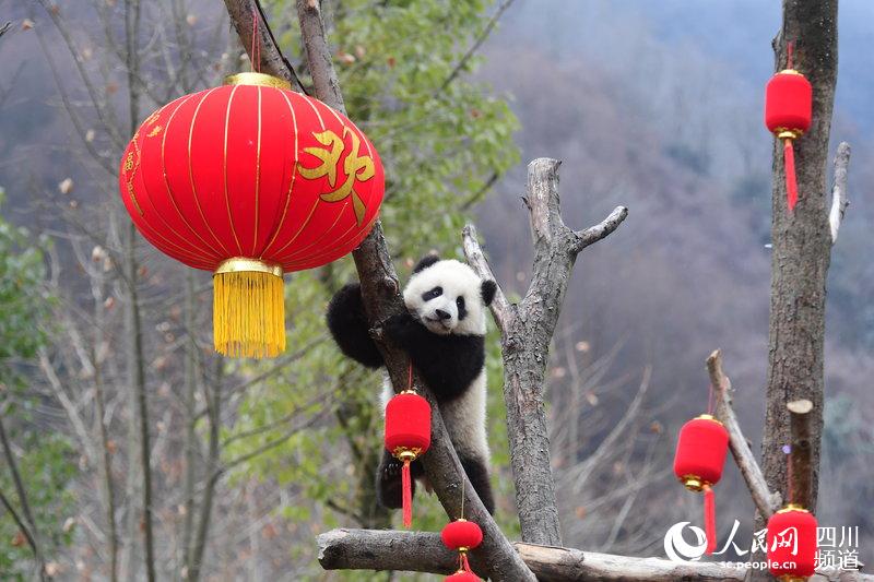 Panda babies send Chinese New Year greetings