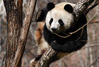 Giant pandas play in Foping County, NW China