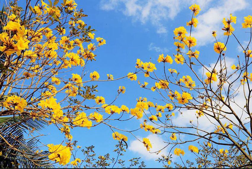 Flowers begin to bloom in south China’s Haikou