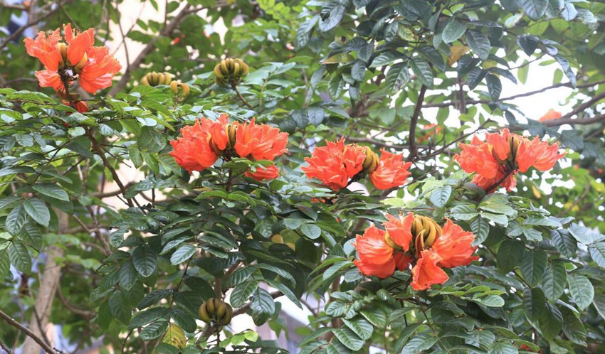 Flowers begin to bloom in south China’s Haikou