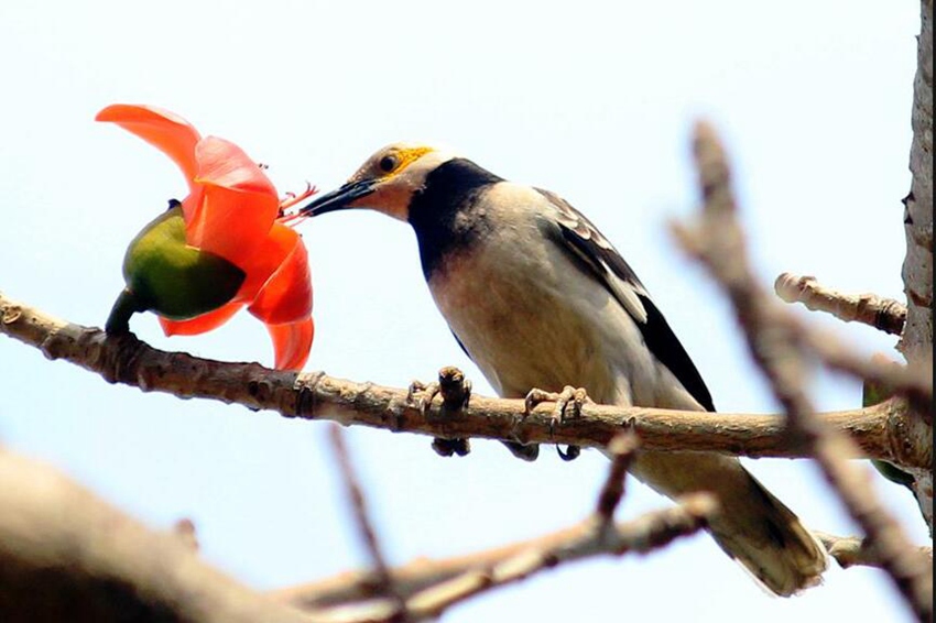 Flowers begin to bloom in south China’s Haikou