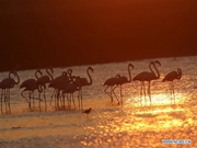 Flamingoes at Lake Mogan in Ankara, Turkey