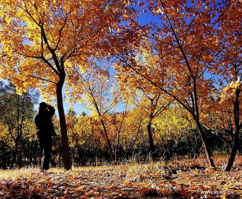 #CHINA-INNER MONGOLIA-ORDOS-AUTUMN SCENERY (CN)