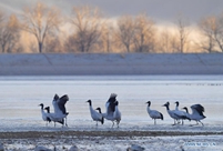 Black-necked cranes rest at reservoir in Lhunzhub County, Lhasa