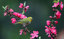 In pics: birds across China