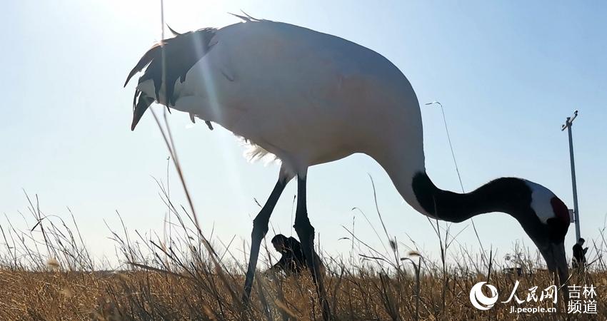 Cranes welcome the arrival of spring in NE China's nature reserve