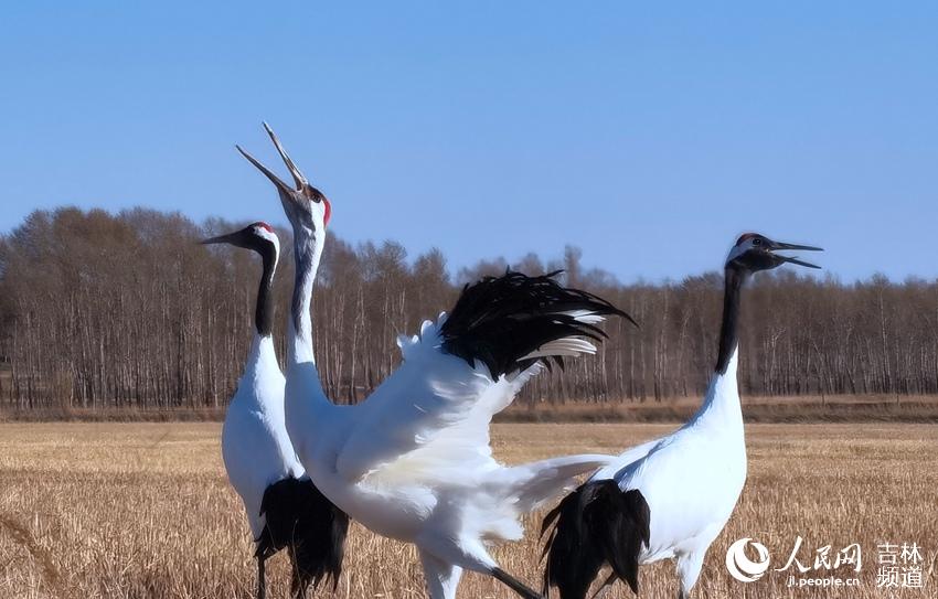 Cranes welcome the arrival of spring in NE China's nature reserve