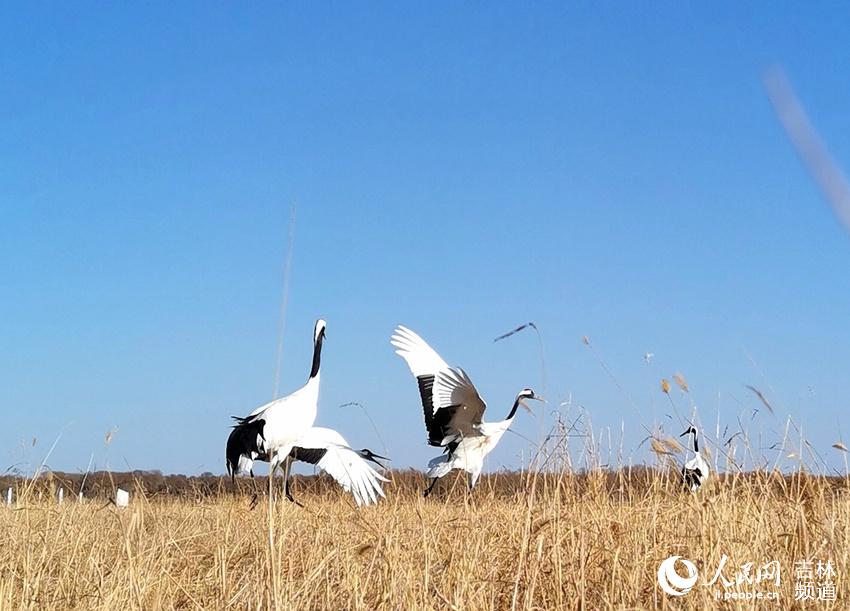 Cranes welcome the arrival of spring in NE China's nature reserve