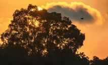 Scenery of Singapore's Central Catchment Nature Reserve