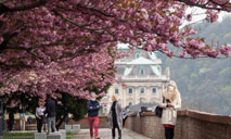 Cherry blossom in Budapest, Hungary