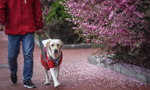 Guide dog training center in Dalian, NE China