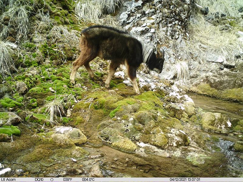 Panthera pardus and snow leopard appear at same location in SW China's Tibet