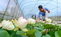 Mini lotus planting industry becomes new way for locals to increase income in N China